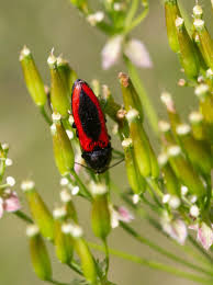 Attēlu rezultāti vaicājumam “Ampedus sanguinolentus”