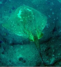 Image result for Megatrygon microps