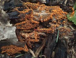 Attēlu rezultāti vaicājumam “Hemitrichia decipiens”