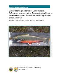 Image result for Salvelinus malma