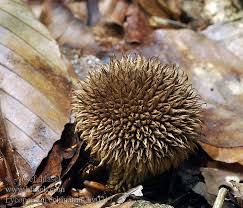 Attēlu rezultāti vaicājumam “Lycoperdon echinatum”