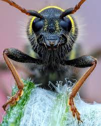 Attēlu rezultāti vaicājumam “Clytus arietis”