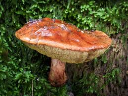 Attēlu rezultāti vaicājumam “Flaviporus citrinellus”