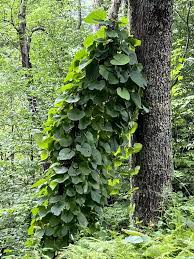 Attēlu rezultāti vaicājumam “Aristolochia durior leaf”