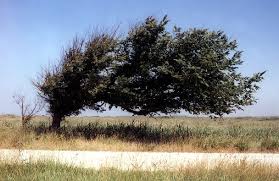 Attēlu rezultāti vaicājumam “Ulmus minor f. suberosa”