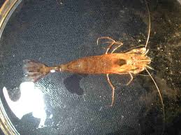 Attēlu rezultāti vaicājumam “Crangon crangon”