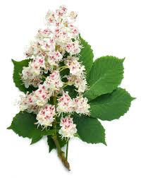 Attēlu rezultāti vaicājumam “Aesculus hippocastanum flower”