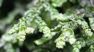 Attēlu rezultāti vaicājumam “Porella platyphylla macro”