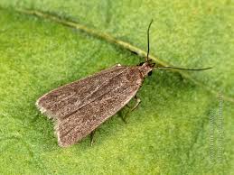 Attēlu rezultāti vaicājumam “Hypochalcia ahenella”