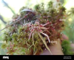 Attēlu rezultāti vaicājumam “Sphagnum quinquefarium”