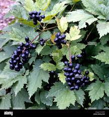 Image result for Christophskraut