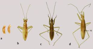 Attēlu rezultāti vaicājumam “Nabidae”
