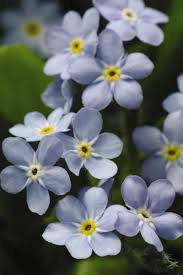 Attēlu rezultāti vaicājumam “Myosotis”