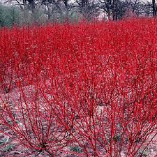 Attēlu rezultāti vaicājumam “Cornus sericea”