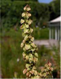 Attēlu rezultāti vaicājumam “Rumex aquaticus fruit”