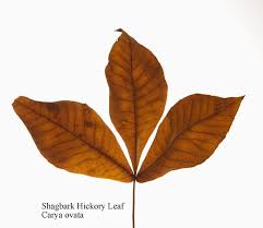 Attēlu rezultāti vaicājumam “Carya ovata leaf”