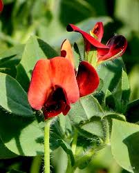 Image result for Lotus tetragonolobus