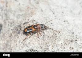 Attēlu rezultāti vaicājumam “Badister bullatus”