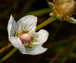 Attēlu rezultāti vaicājumam “Parnassiaceae”