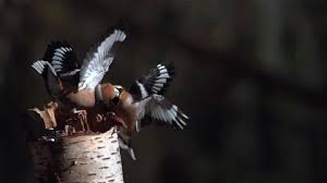 Attēlu rezultāti vaicājumam “Coccothraustes coccothraustes adult”