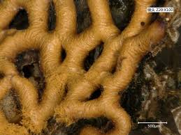 Attēlu rezultāti vaicājumam “Reticularia jurana macro”