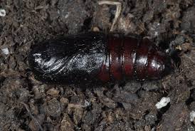 Attēlu rezultāti vaicājumam “Notodonta dromedarius”