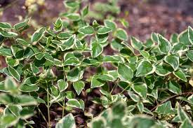 Attēlu rezultāti vaicājumam “Vinca minor leaf”