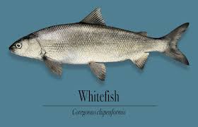 Image result for Coregonus clupeaformis