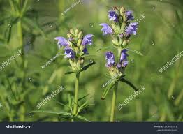 Attēlu rezultāti vaicājumam “Dracocephalum ruyschiana flower”
