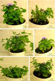 Image result for Ageratum houstonianum