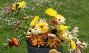 Attēlu rezultāti vaicājumam “Calendula officinalis flower”