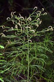 Attēlu rezultāti vaicājumam “Lycopodium dubium”