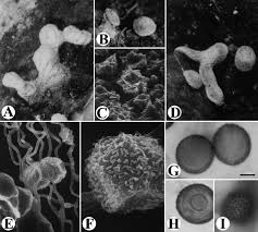 Attēlu rezultāti vaicājumam “Didymium nigripes stalked”