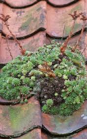 Image result for echtes Hauswurz