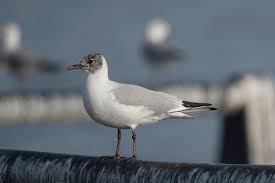 Attēlu rezultāti vaicājumam “Larus ridibundus”
