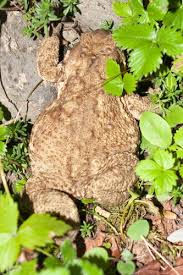Attēlu rezultāti vaicājumam “Bufo bufo”