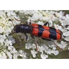 Attēlu rezultāti vaicājumam “Trichodes apiarius”