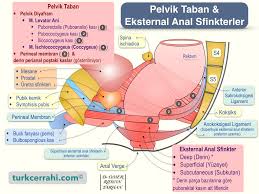 Image result for b%FD%E7ak anatomisi