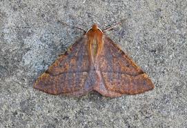 Attēlu rezultāti vaicājumam “Colotois pennaria”