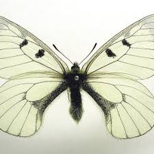 Attēlu rezultāti vaicājumam “Parnassius mnemosyne”