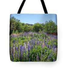 Image result for Lupinen