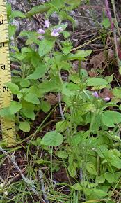 Attēlu rezultāti vaicājumam “Clinopodium vulgare leaf”