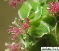Attēlu rezultāti vaicājumam “Poterium sanguisorba flower”