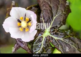 Attēlu rezultāti vaicājumam “Podophyllum hexandrum flower”