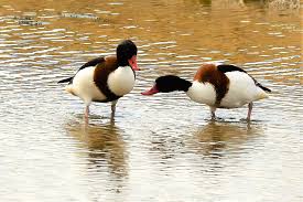 Attēlu rezultāti vaicājumam “Tadorna tadorna male”