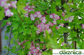 Attēlu rezultāti vaicājumam “Crataegus chlorosarca”