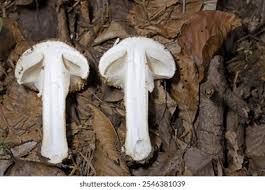 Attēlu rezultāti vaicājumam “Lepiota aspera”