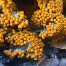 Attēlu rezultāti vaicājumam “Lycogala fuscoolearium spores”