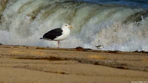 Attēlu rezultāti vaicājumam “Larus marinus adult”
