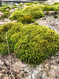 Attēlu rezultāti vaicājumam “Hedwigia ciliata sporophyte”